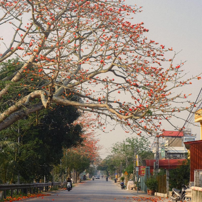 Đoạn đường từ thị trấn Yên Định xuống Chợ Cồn (Nam Định) hiện cũng đã rực rỡ sắc đỏ của hoa gạo. (Ảnh: Komorebi Vy)
