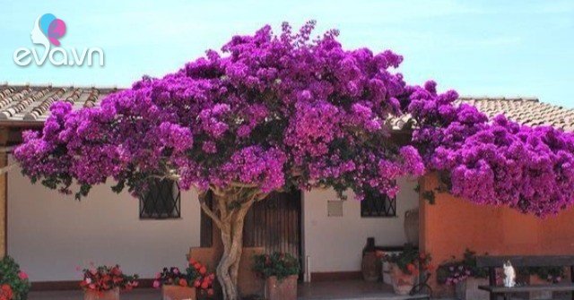 Có nên trồng hoa giấy trước cửa nhà? Người thuộc mệnh này trồng hoa giấy sẽ chẳng thiếu tiền tiêu