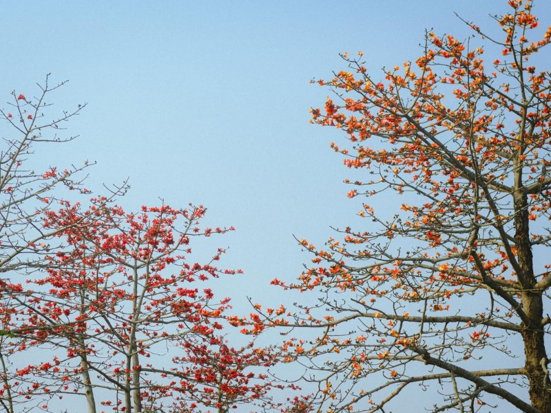 Hoa gạo nở đỏ rực như xua tan đi cái ảm đạm của những ngày lạnh cuối xuân, tạo nên những mảng màu ấn tượng và ấm áp. (Ảnh: Komorebi Vy)
