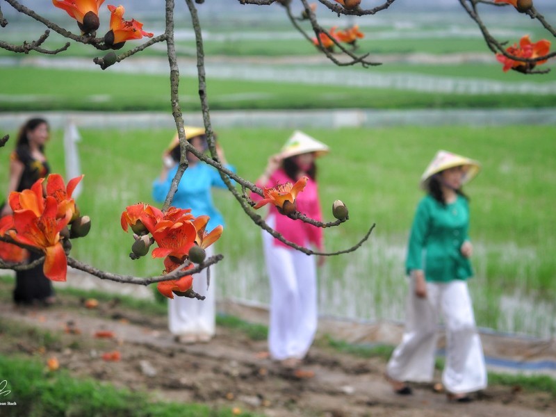 Đặc biệt, hoa gạo ở thôn Đoài (xã Tiên Nội, thị xã Duy Tiên, tỉnh Hà Nam) nở đỏ rực cả một vùng trời là nơi thu hút nhiều du khách ghé thăm. (Ảnh: Doan Bach)
