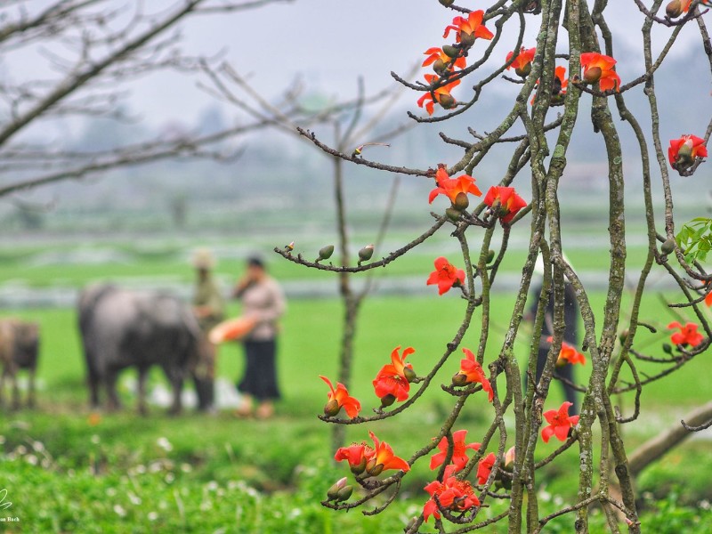 Tại đây, hai hàng cây hoa gạo đỏ rực khoe sắc, mọc bên hai bờ của một con kênh, người dân thôn Đoài bao đời vẫn tự hào về con đường này. (Ảnh: Doan Bach)
