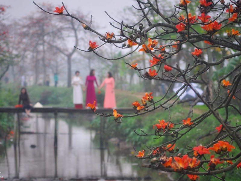 Hoa gạo thuộc họ Bombacaceae, nó còn có tên gọi khác là mộc miên, hoặc hồng miên và người Tây Nguyên gọi là cây Pơ-lang. (Ảnh: Doan Bach)
