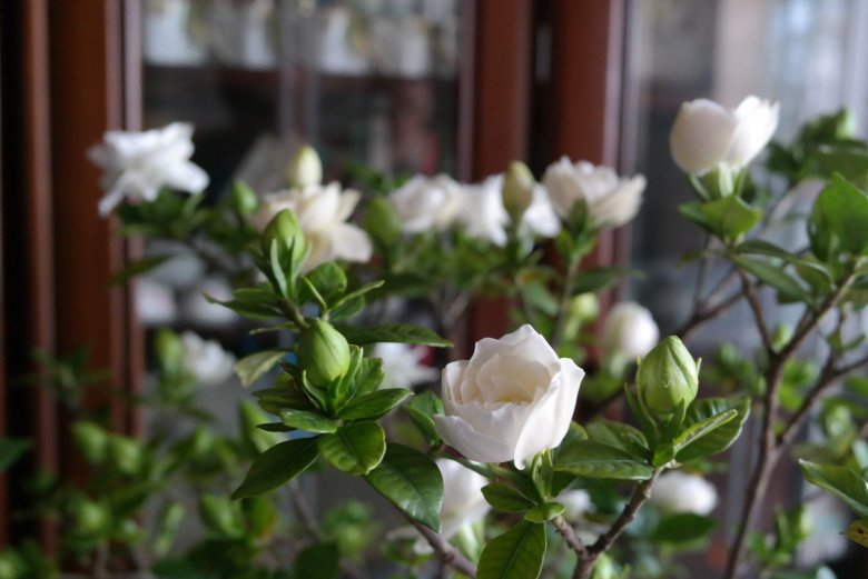 Loài hoa “may mắn” này nở 200 ngày mỗi năm, hương thơm bay xa cả trăm mét, trồng cực dễ - 8