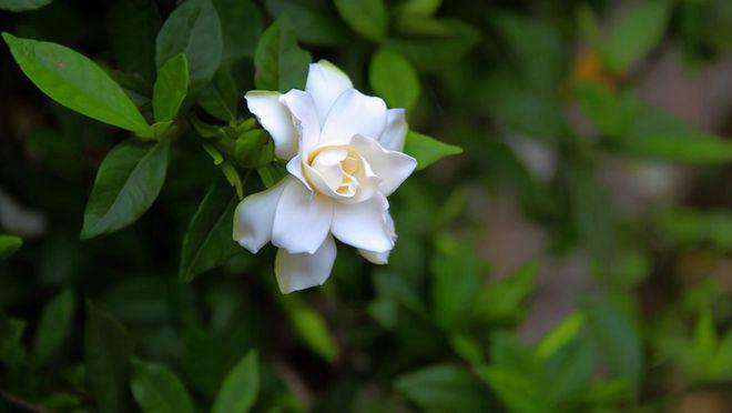 Loài hoa “may mắn” này nở 200 ngày mỗi năm, hương thơm bay xa cả trăm mét, trồng cực dễ - 5