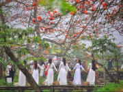 Lifestyle - Ngẩn ngơ ngắm loài hoa tượng trưng cho miền quê Bắc Bộ, nở đỏ rực rỡ cả một góc trời