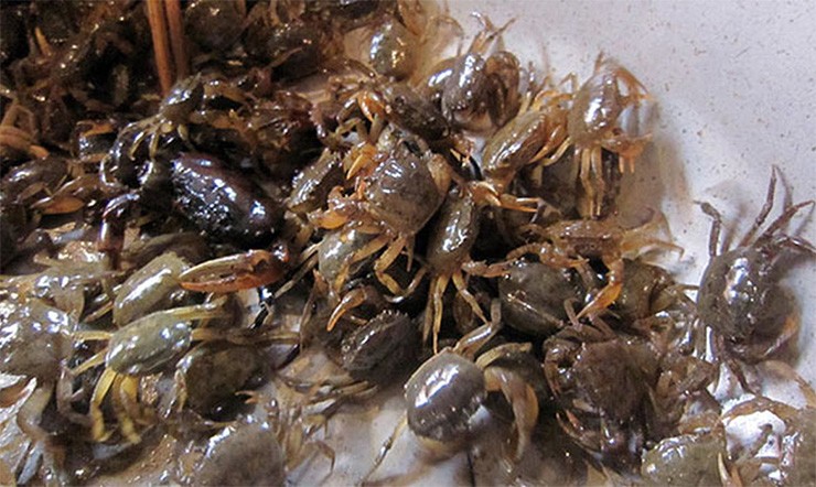 Theo ông Thịnh, việc lựa chọn cua tươi ngon là khâu quan trọng nhất để có được bát canh ngon. Ảnh minh họa. 