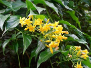 Sức khỏe - Loại lá gợi tên “tử thần” nhưng nhiều người nhầm lại mang về làm rau ăn, đây là cách nhận biết chính xác nhất