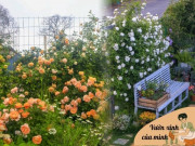 Nhà đẹp - Mỗi lần chuyển trọ chàng trai 9X đều "bê" vườn hoa đi theo, nay có hẳn một vườn hoa đủ màu sắc