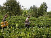 Tiêu dùng - Cây dại xưa hái cho lợn ăn, nay thành đặc sản được ưa chuộng vào dịp Tết, dân trồng thu hoạch quanh năm