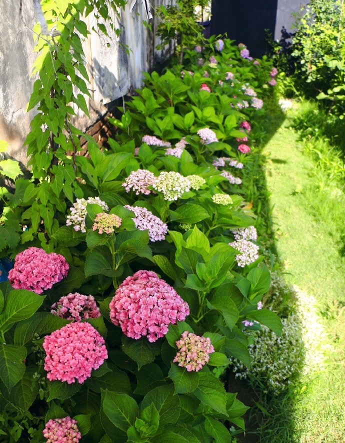 Khu vực hoa cẩm tú cầu gần tường là một nơi râm mát, có một hàng hoa cẩm tú cầu được trồng xen kẽ với một vài cây phong, ở giữa trồng một số cây ký chủ.