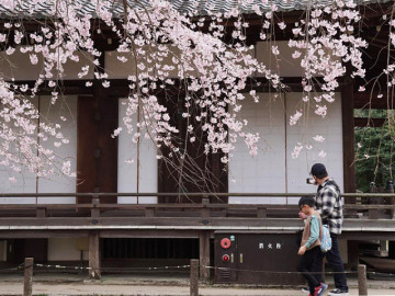 Lịch trình 7 ngày tự túc đi Nhật Bản ngắm hoa anh đào