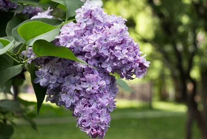 Loài hoa “hạnh phúc” này vừa đẹp vừa thơm, trồng một cây sẽ rất tốt cho sức khỏe, gia đình bình an - 4