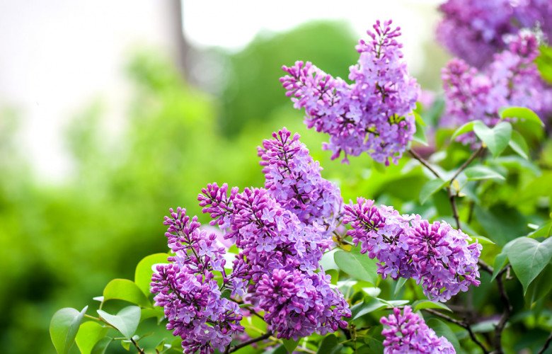 Loài hoa “hạnh phúc” này vừa đẹp vừa thơm, trồng một cây sẽ rất tốt cho sức khỏe, gia đình bình an - 2