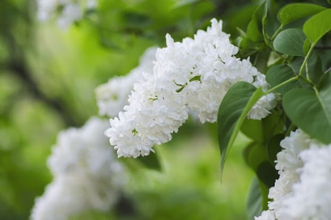 Loài hoa “hạnh phúc” này vừa đẹp vừa thơm, trồng một cây sẽ rất tốt cho sức khỏe, gia đình bình an - 3