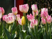 Nhà đẹp - Loài hoa này vừa có sắc vừa có hương, nhưng nhiều người đưa vào “danh sách đen” vì 4 lý do này