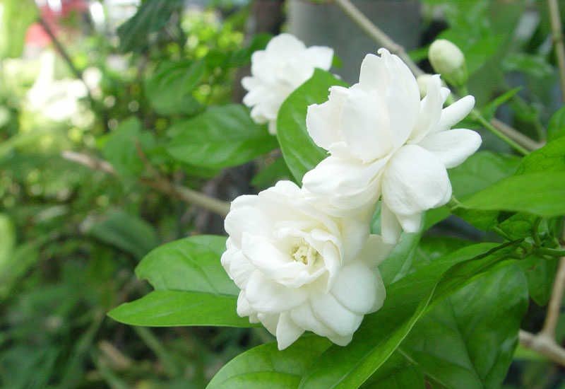 Hoa nhài có màu trắng, mùi thơm nồng rất dễ chịu. Muốn cây ra hoa cần phải cắt tỉa thường xuyên, đây là điều ai cũng biết. Nhưng ít ai biết hoa nhài cũng là một “bình giấm”, nó rất thích thứ nước axit này.
