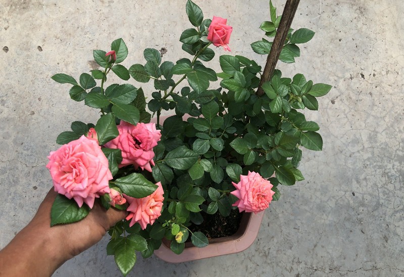 Hoa hồng cũng là loài hoa được nhiều người yêu thích vì hoa nở rất đẹp, có hương thơm dịu ngọt, giá trị làm cảnh cao. Đây cũng là một trong những loại hoa ưa đất chua, nên bạn có thể dùng giấm trắng để tăng độ pH cho đất trong quá trình trồng hoa hồng.
