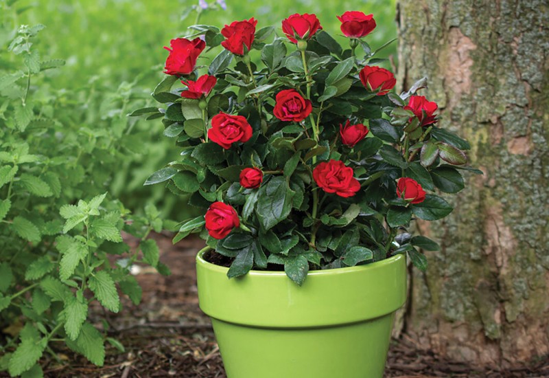 Hãy pha giấm và nước với nhau theo tỷ lệ 1:50 để tưới cho hoa hồng, có thể giữ cho đất trong chậu có tính axit và tránh các bệnh sinh lý do giá trị pH của đất trong chậu gây ra.
