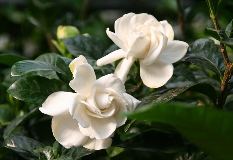 Là loại hoa này rất được ưa chuộng, vì không chỉ hoa có màu trắng dịu dàng mà hương thơm cũng có thể khiến người ta say đắm, giúp giải tỏa căng thẳng, thư giãn tinh thần. Và loại hoa này cũng được cho là “bình giấm” vì nó ưa đất chua.
