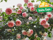 Nhà đẹp - 10 ngày cho hoa hồng uống thứ này một lần, hoa nở cả trăm bông một lúc, đưa hương thơm ngát