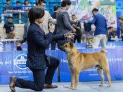 Lifestyle - Chú chó Mông cộc về nhất cuộc thi chó bản địa Việt Nam