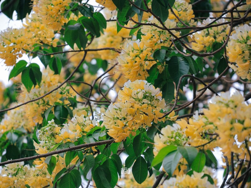 Vì hoa nở khá cao nên thường chỉ thu hút những nhiếp ảnh gia tìm đến để chụp ảnh hoa. (Ảnh: Vương Lộc)
