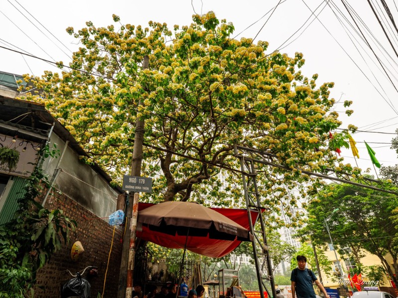Cây hoa bún hiếm hoi còn sót lại tại Hà Nội này được xem là "báu vật" đối với dân làng Đình Thôn. (Ảnh: Toàn Quang)
