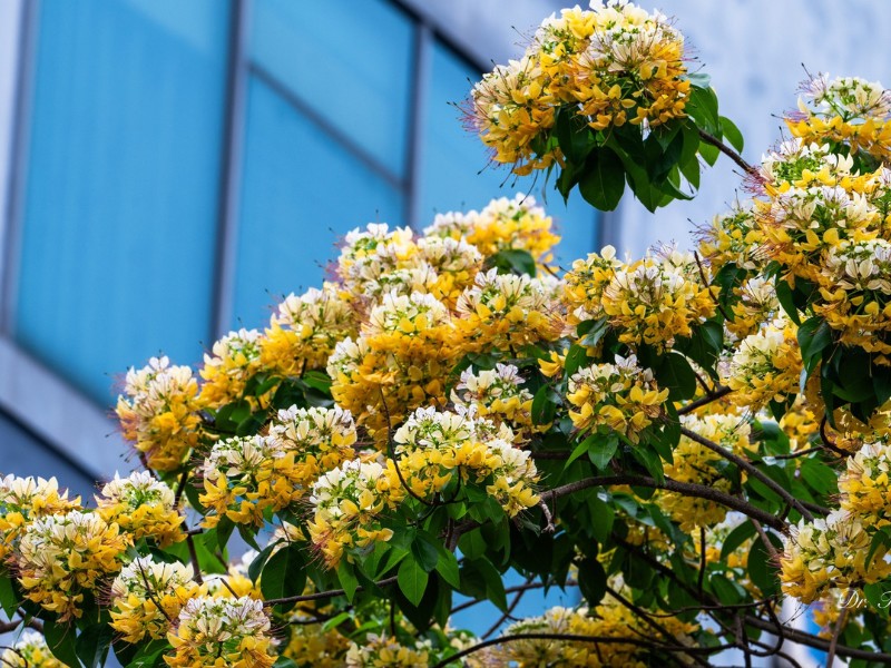 Cây hoa bún là loại cây thân gỗ tán rộng, thường nở rộ vào cuối tháng 3, đầu tháng 4 sau đó thưa dần, nhưng đến lúc giao mùa sang hạ, mưa ẩm, cây lại bung lộc trổ hoa thành từng chùm to ấn tượng. (Ảnh: Toàn Quang)
