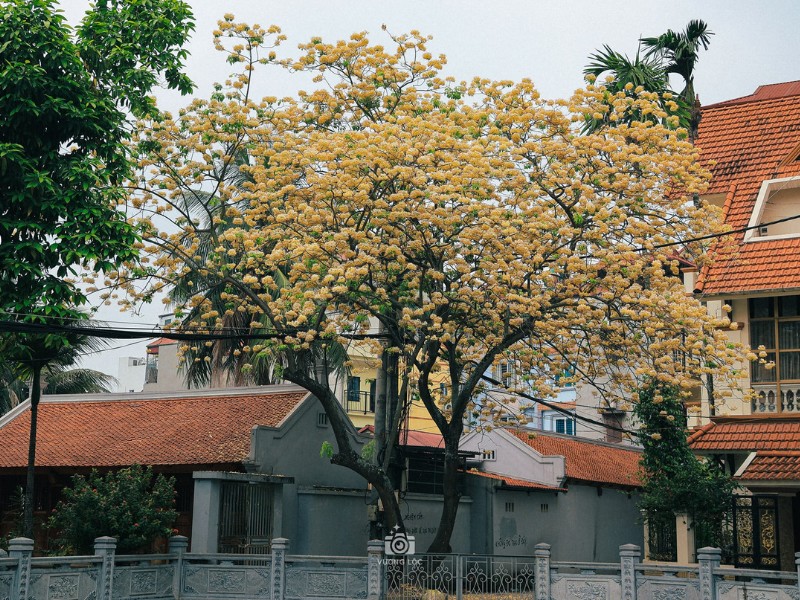 Với mùi thơm dễ chịu, khi nở, nhụy hoa có hình dáng giống với sợi bún, mỗi chùm hoa giống như một con bún. (Ảnh: Vương Lộc)
