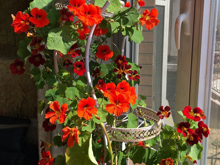 Loài hoa tượng trưng cho sự thành công, trồng một chậu trong nhà vừa đẹp vừa giúp sự nghiệp hanh thông - 4