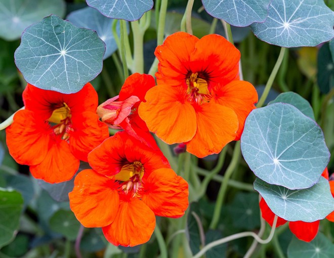 Loài hoa tượng trưng cho sự thành công, trồng một chậu trong nhà vừa đẹp vừa giúp sự nghiệp hanh thông - 1