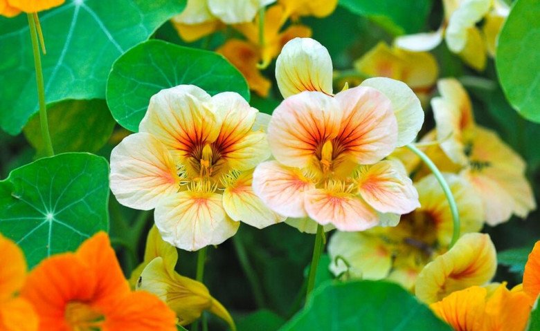 Loài hoa tượng trưng cho sự thành công, trồng một chậu trong nhà vừa đẹp vừa giúp sự nghiệp hanh thông - 3