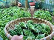 Sức khỏe - Mắc trầm cảm, cô phóng viên chữa lành bằng cách không tốn tiền thuốc, lại có lợi cho kinh tế gia đình