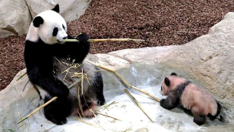 Viên Mộng chơi đùa bên mẹ khi còn nhỏ. Hiện tại, cậu nhóc có 2 em song sinh.