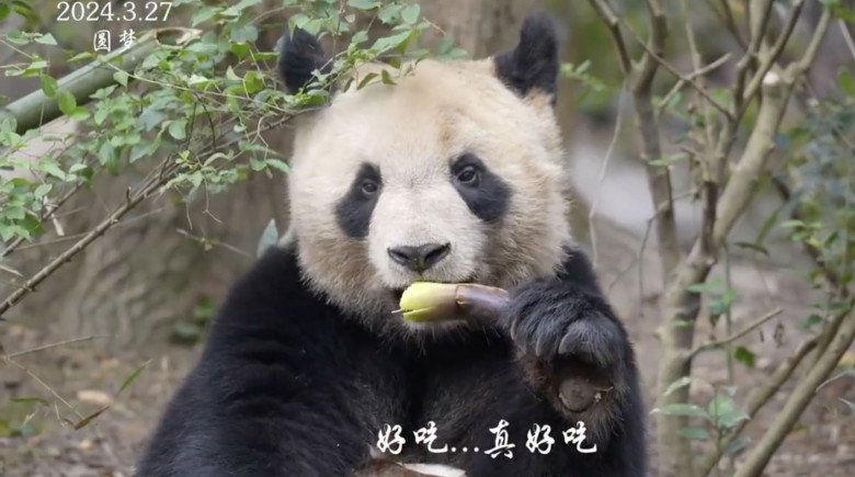 Đẳng cấp amp;#34;công chúaamp;#34; Fubao: Đến bạn trai tin đồn cũng là amp;#34;hoàng tửamp;#34;, tên ghép của cả 2 khiến fan bật cười - 8