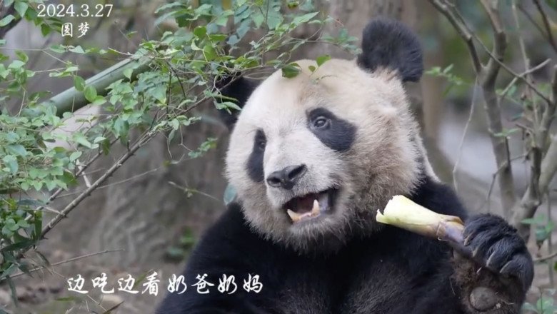 Đẳng cấp amp;#34;công chúaamp;#34; Fubao: Đến bạn trai tin đồn cũng là amp;#34;hoàng tửamp;#34;, tên ghép của cả 2 khiến fan bật cười - 6