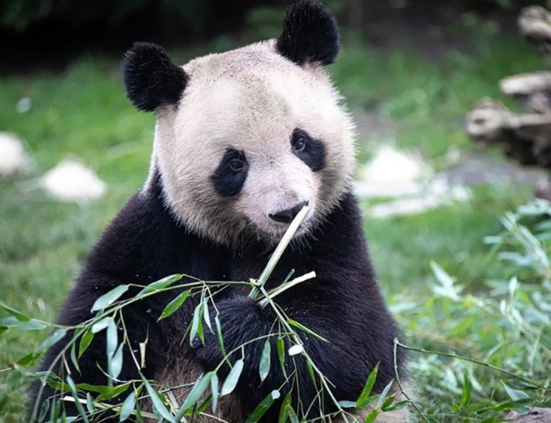 Viên Mộng - hoàng tử Pháp được gọi là bạn trai tin đồn của Fubao.