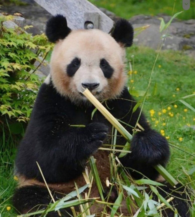 img srchttps://cdn.eva.vn/upload/2-2024/images/2024-04-10/dang-cap-cong-chua-fubao-den-ban-trai-tin-don-cung-la-hoang-tu-han-hoi-ten-ghep-cua-ca-hai-khien-fan--1712683705-28-width780height435.jpg width660 /