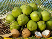 Bà bầu - Thú vị: QUẢ DỪA còn được gọi là HẠT DỪA, là trái cây tốt cho bà bầu