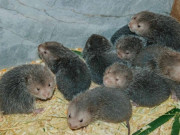 Lifestyle - Đặc sản xưa không ai ăn, giờ thành món ngon trong nhà hàng hạng sang, giá đắt đỏ vẫn được ưa chuộng