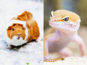 Lifestyle - Top 7 thú cưng độc lạ bạn nên thử nuôi ít nhất một lần, lợn Ghi-nê chiếm trọn cảm tình của netizen