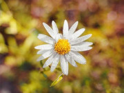 Eva tám - Trưởng thành bắt đầu từ việc tự nhận thức, tiến bộ đến từ sự thay đổi bản thân