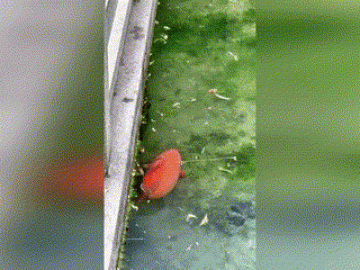 Clip: Con cá koi béo ú như quả bóng thu hút sự chú ý