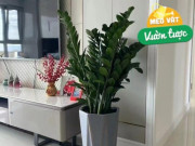 Nhà đẹp - Điều cấm kỵ khi trồng cây kim tiền, 10 người thì 9 người làm sai, thảo nào cây không đâm chồi