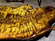 Cây gỗ được ví như "cây tiền" màu vàng lấp lánh, giá tới 900 tỷ đồng nhưng không ai đem về trông