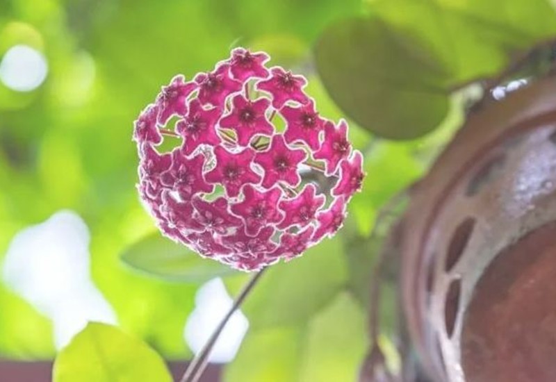 Đây là một loại cây dây leo, hoa có dạng hình cầu, nở thành chùm hình ngôi sao 5 cánh rất đẹp và có hương thơm dễ chịu. Hoa có nhiều màu sắc như trắng, hồng, cam,… rất lâu tàn, trung bình từ 7-10 ngày.
