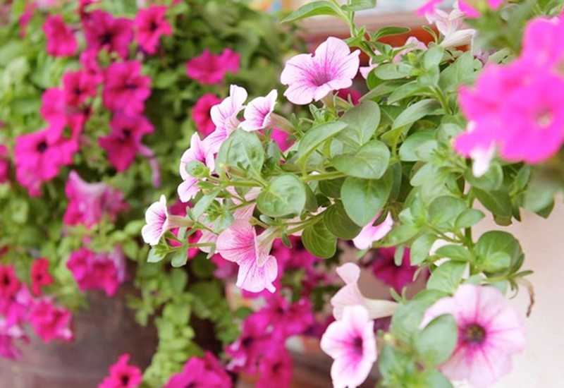 Dạ yến thảo có nhiều màu sắc khác nhau như đỏ, hồng, tím, trắng,… và nở hoa quanh năm nên được mệnh danh là “cỗ máy ra hoa”. Bạn có thể trồng trong bồn hoa hoặc chậu treo đều được.
