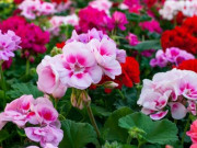 Nhà đẹp - Trồng 10 loại hoa này siêu nhàn, không lo bệnh tật hay côn trùng tấn công, hoa nở quanh năm