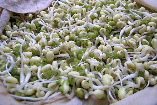 3 loại rau giá đỗ rẻ như cho, ăn vào dưỡng gan, thông huyết