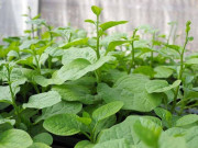 Sức khỏe - 4 loại rau rẻ nhất chợ lại ít bị phun thuốc sâu, là kho vitamin và có loại được Nhật coi là "rau trường thọ"